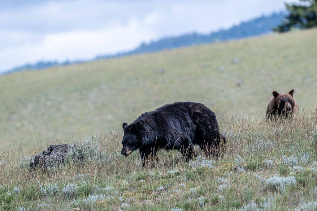 Black Bear