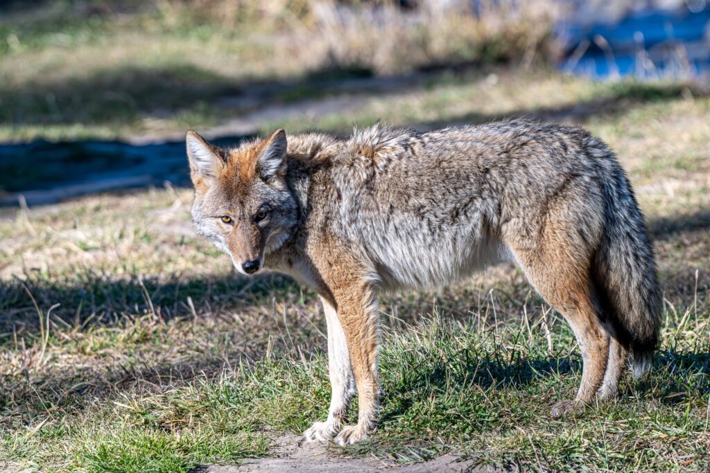 Coyote