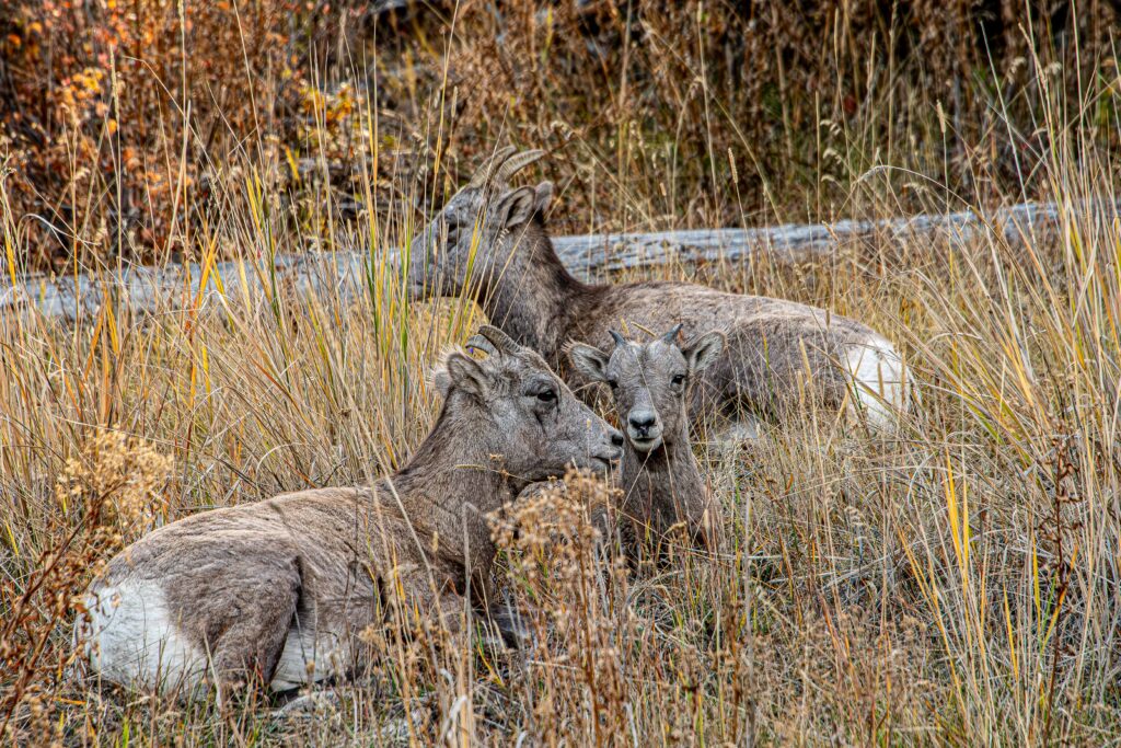 Mountain Sheep