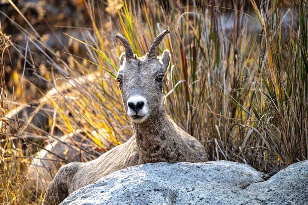 Mountain Sheep